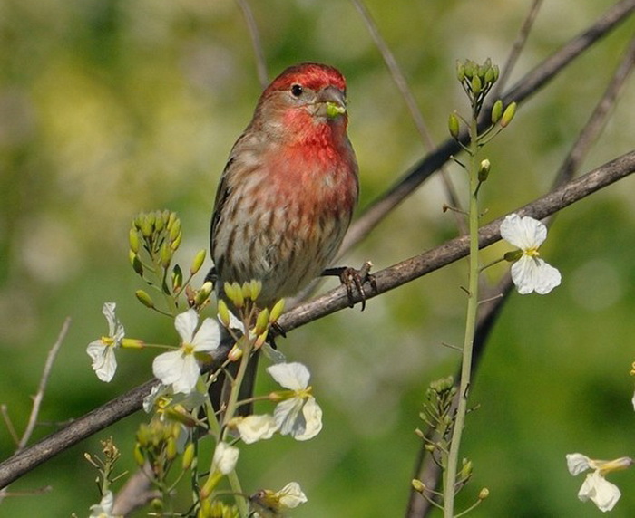 63a497bb (700x572, 121Kb)