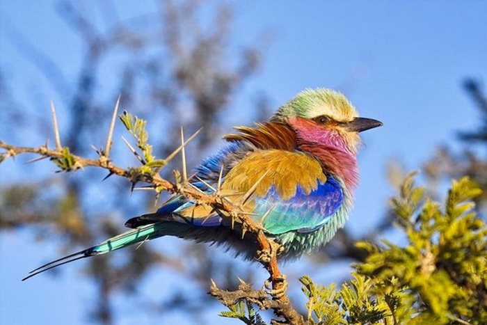 70a8fbb8 (700x467, 111Kb)