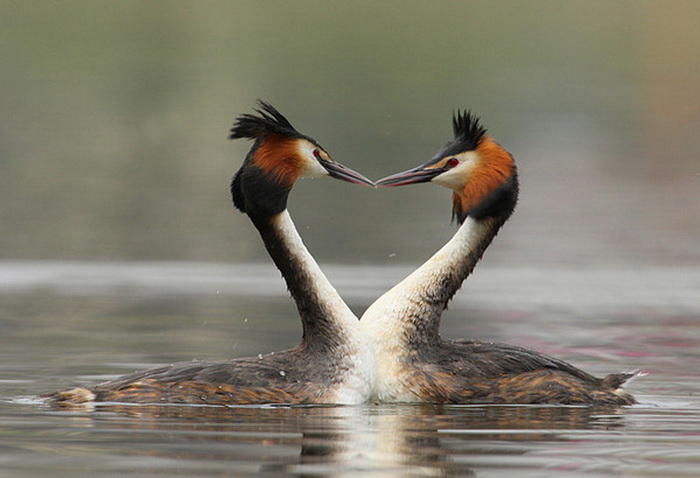 297bf884 (700x478, 97Kb)