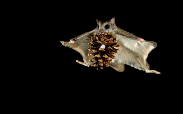 Squirell_flight_03 (700x437, 15Kb)