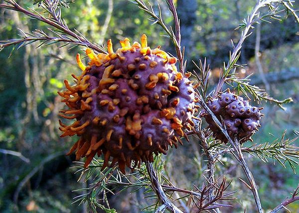 Кедрово яблочный гниющий гриб cedar apple rust fungus