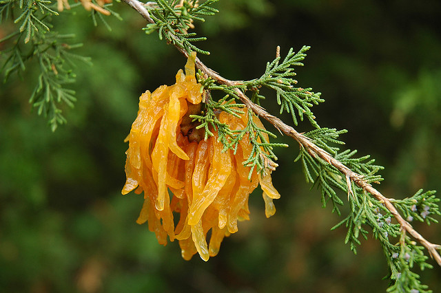 Кедрово яблочный гниющий гриб cedar apple rust fungus