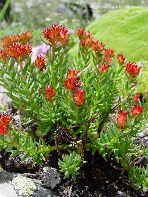 Ala-Archa_Rhodiola_coccinea_3 (480x640, 86Kb)