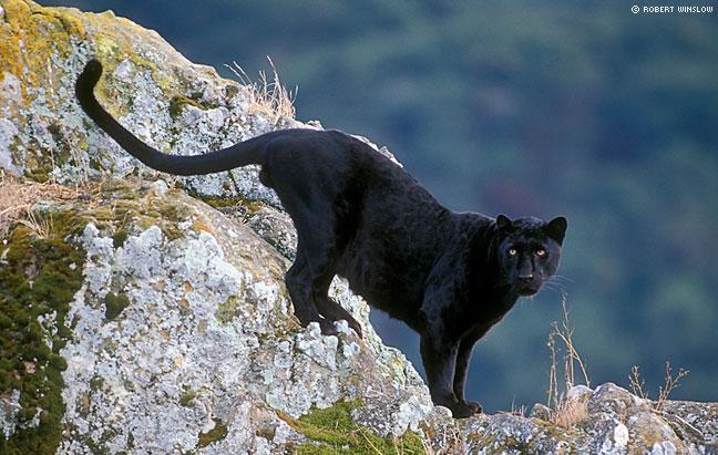 black-leopard-panthera-pardus-melas (740x500, 62Kb)