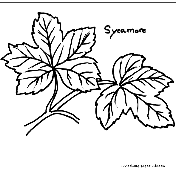 leaf-coloring-page-15 (590x582, 13Kb)