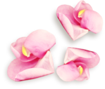  KD_T_flowerpink1_sh (540x459, 217Kb)