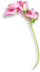  KD_T_flowerpink2_sh (385x700, 141Kb)