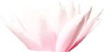  KD_T_waterlily1 (700x353, 146Kb)