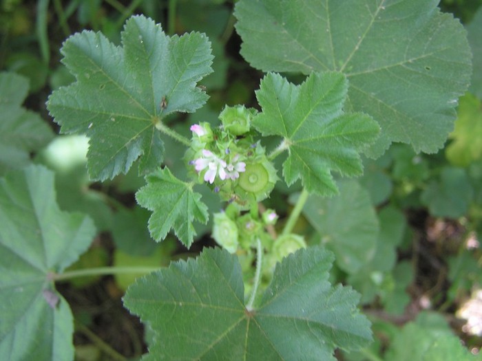 Malva neglecta - Image of an specimen - Plantarium