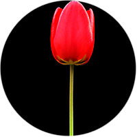 3553911_101 (200x200, 17Kb)
