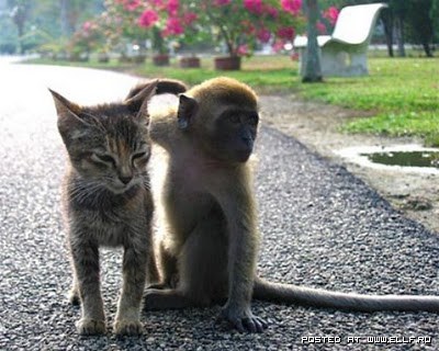 1270750076_cat-and-monkey (400x320, 44Kb)