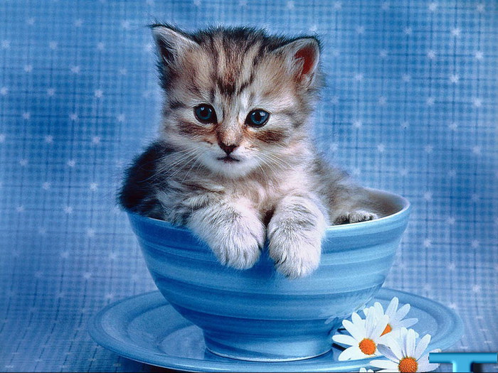 wallpapers_cats_160[1] (700x525, 118Kb)