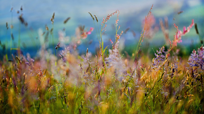99px_ru_wallpaper_63918_Polevie_travi (700x393, 170Kb)