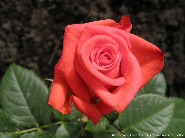 4737833_20120619_092356__0045 (700x525, 238Kb)