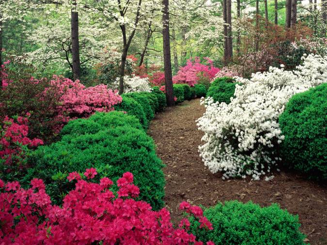 Azaleas_And_Boxwood (675x506, 104Kb)