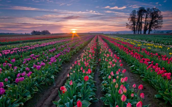 tulip_field_1920x1200 (675x421, 58Kb)