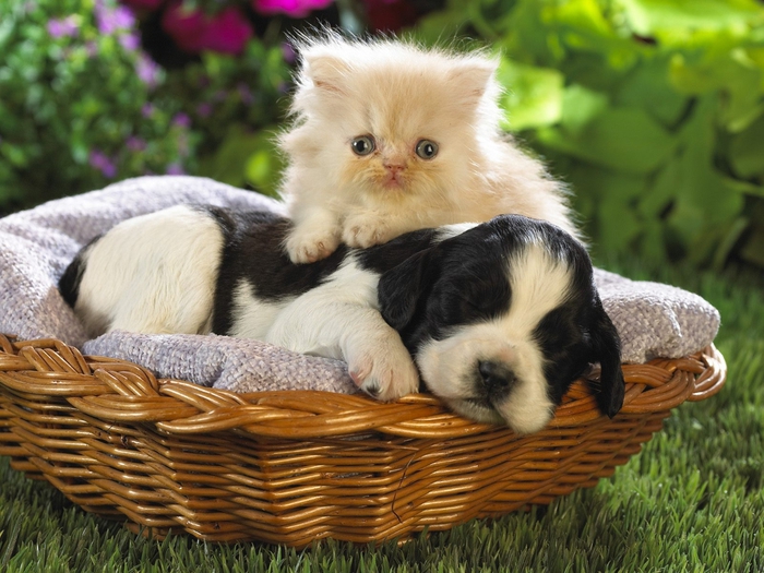 puppy-and-cat (700x525, 291Kb)