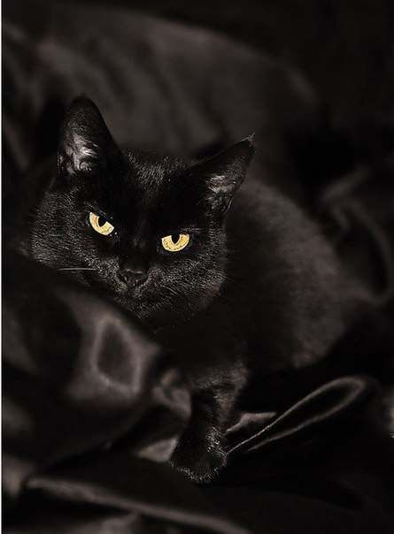 vksxo_1AnjY (445x604, 16Kb)