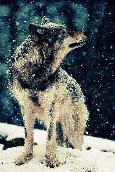 XM_wCdwB5kE (404x604, 53Kb)
