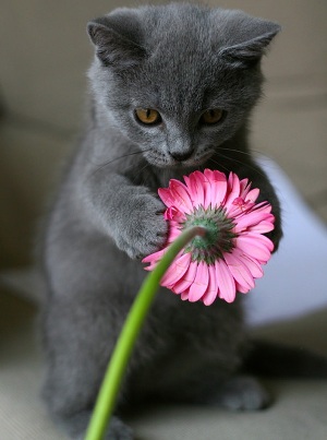 kitten_with_pink_flower - Copy (300x403, 35Kb)