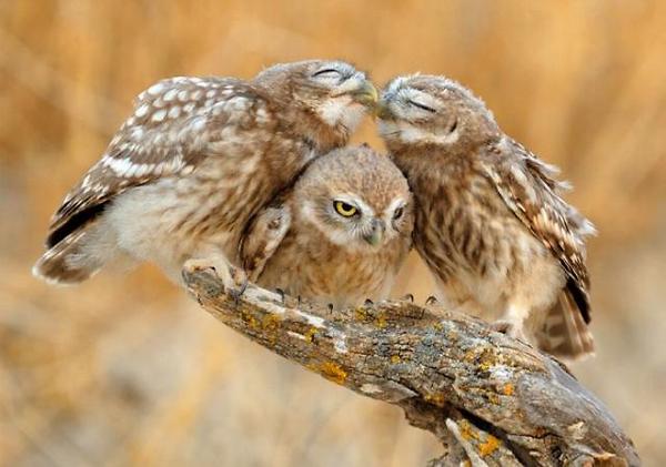 a.baa-Cute-owl-kiss (600x421, 37Kb)