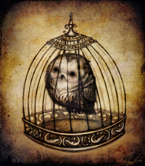 animal-anuk-cage-cute-owl-Favim.com-282004 (607x700, 518Kb)
