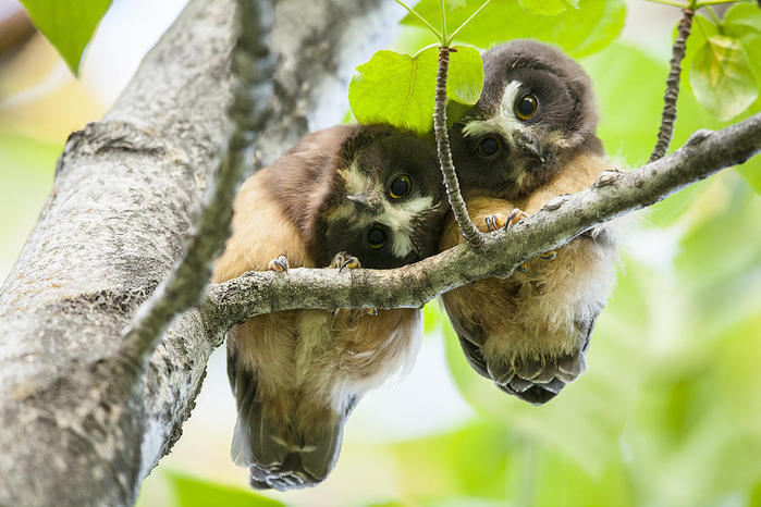 impossibly-cute-owl-fledglings-tim-grams (700x466, 66Kb)