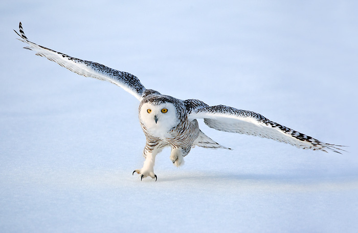 snowy-owl-landing-quebec (700x455, 73Kb)
