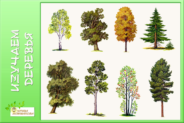 Деревья с названиями для детей: 27 картинок