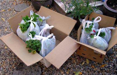 Storing-geraniums-for-winter (405x261, 44Kb)