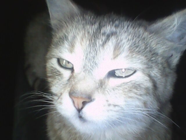 IMG0313A (640x480, 51Kb)