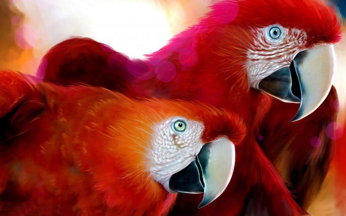 parrots_widescreen-2560x1600 (700x437, 326Kb)