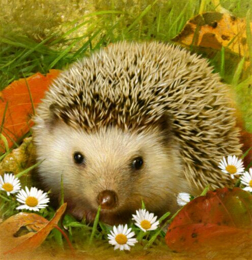 80706856_1112234512hedgy (495x512, 192Kb)
