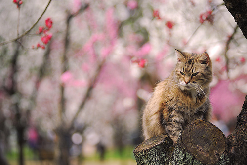 Springtime-kitties-13 (500x333, 124Kb)