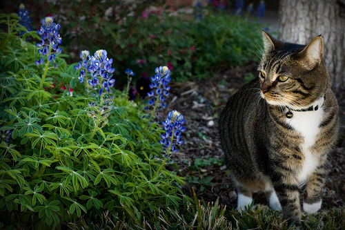 Springtime-Kitties-2 (500x333, 148Kb)