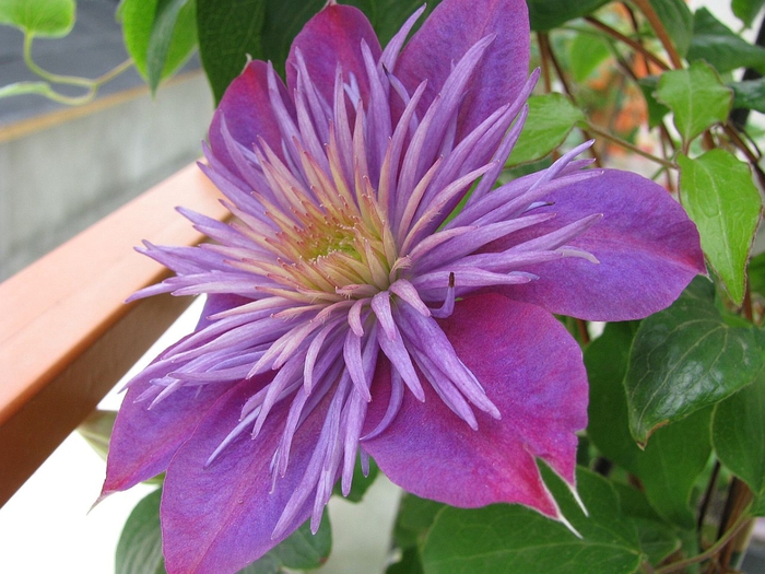 clematis-snimka-17 (700x525, 284Kb)