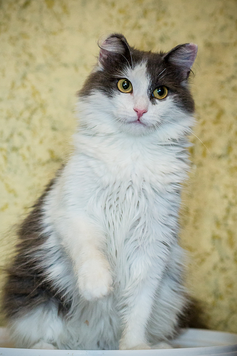 _MG_2544 (466x700, 256Kb)