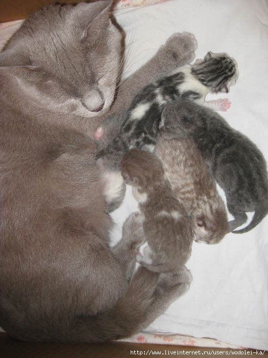 IMG_4591 (525x700, 288Kb)