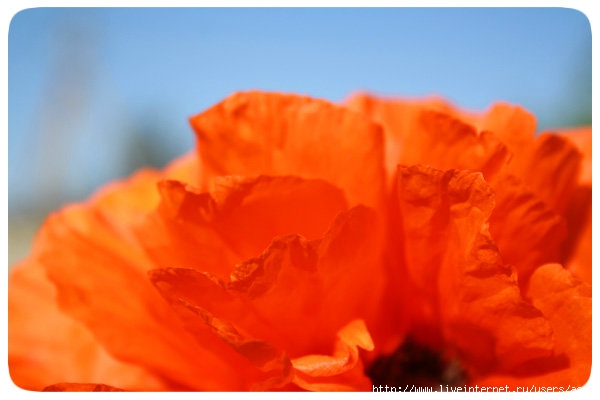643384_IMG_3586_600_1 (600x400, 94Kb)