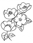  apple-blossom-branch-coloring-page (270x350, 34Kb)