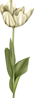 1368218110_tulip4 (120x340, 33Kb)