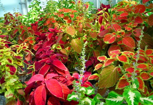 Coleus_3 (500x345, 103Kb)