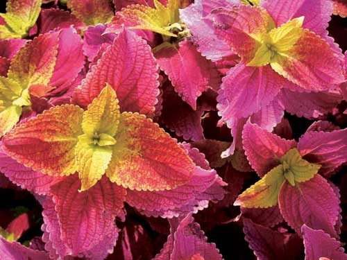 coleus2-500 (500x375, 54Kb)