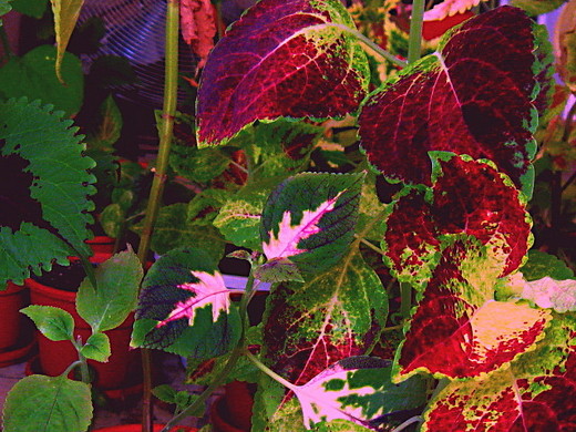 Coleus14 (520x390, 100Kb)