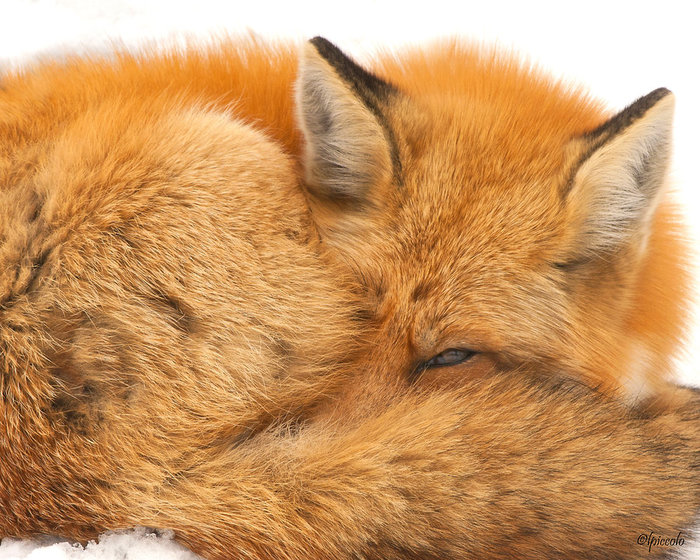 sleeping_with_one_eye_open_by_krankeloon-d48ba6d (700x560, 140Kb)