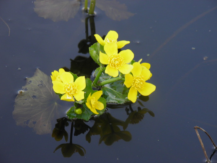 P5093084 (700x525, 52Kb)