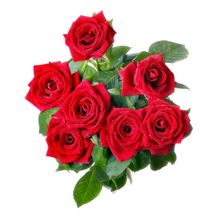 Red Roses (10) (700x700, 231Kb)