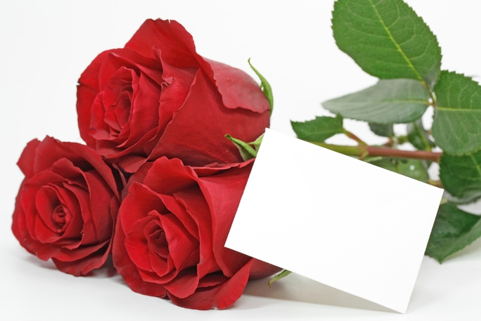 red_roses_06 (700x466, 157Kb)