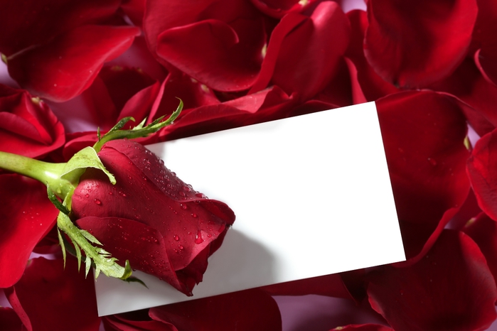 red_roses_08 (700x466, 164Kb)