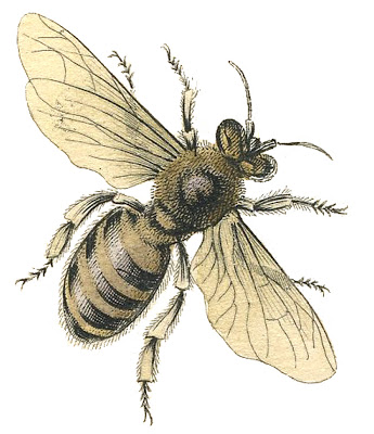 Honey-Bee-Stock-Image-GraphicsFairy (345x400, 59Kb)